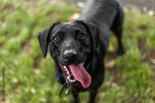 black labrador retriever candid with tongue hanging out