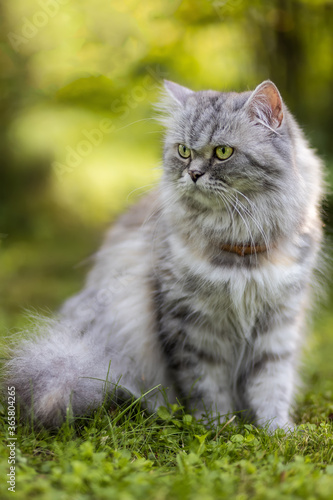 Beautiful grey furry cat sitting on the grass in the garden