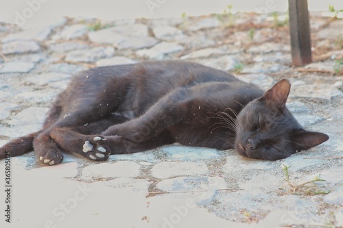 Black cat resting on the old stone road.Santa Severa Castle, Italain cat , Cat lover, Italy photo