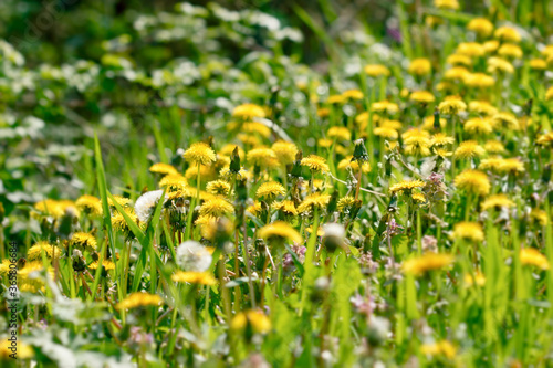 Selective focus on dandelion flower, flowering flowers in meadow, beauty in nature