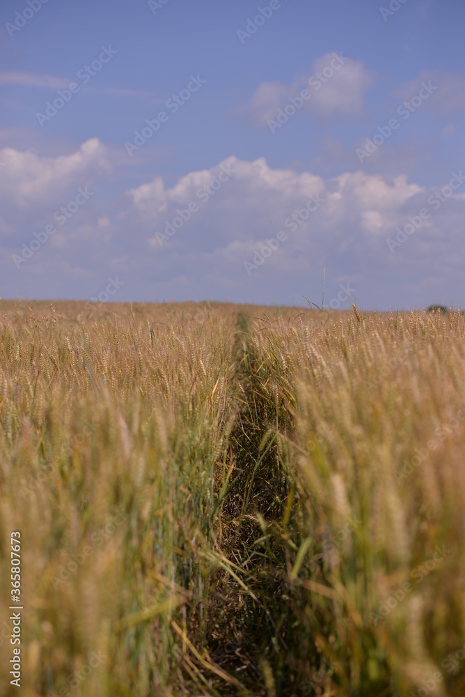 Fototapeta premium traces in the wheat field. storm clouds in the plain in the sunset light