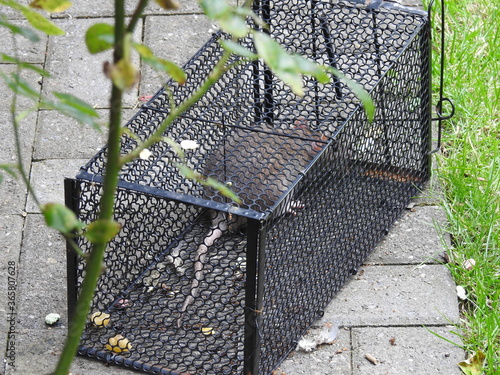 Rat in a trap