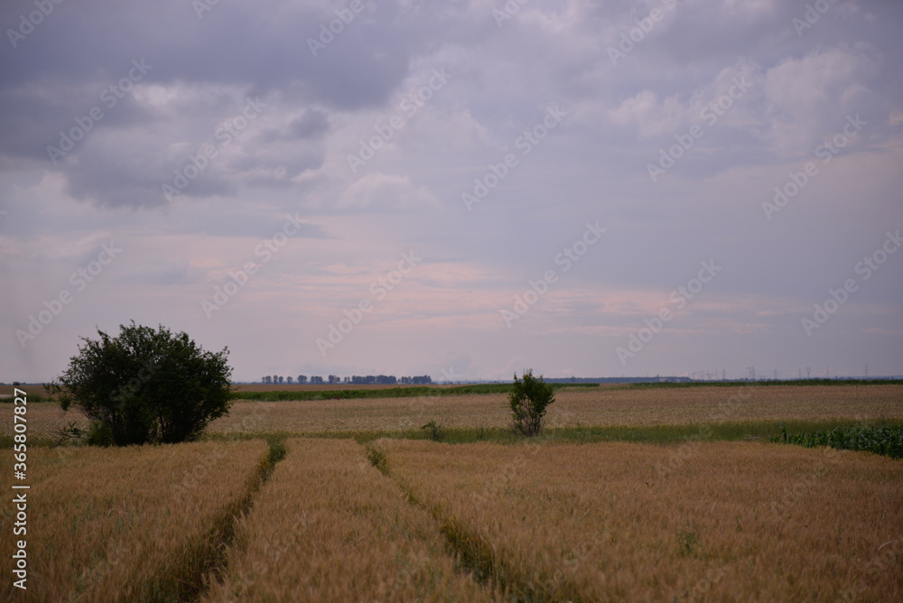 Obraz premium traces in the wheat field. storm clouds in the plain in the sunset light