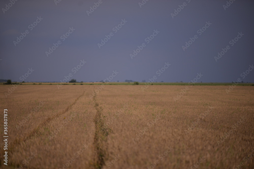 traces in the wheat field. storm clouds in the plain in the sunset light traces in the wheat field. storm clouds in the plain in the sunset light