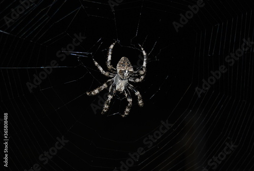 Mature Female Araneus diadematus, European Garden Spider, Araneidae Family, Orb weaving spider