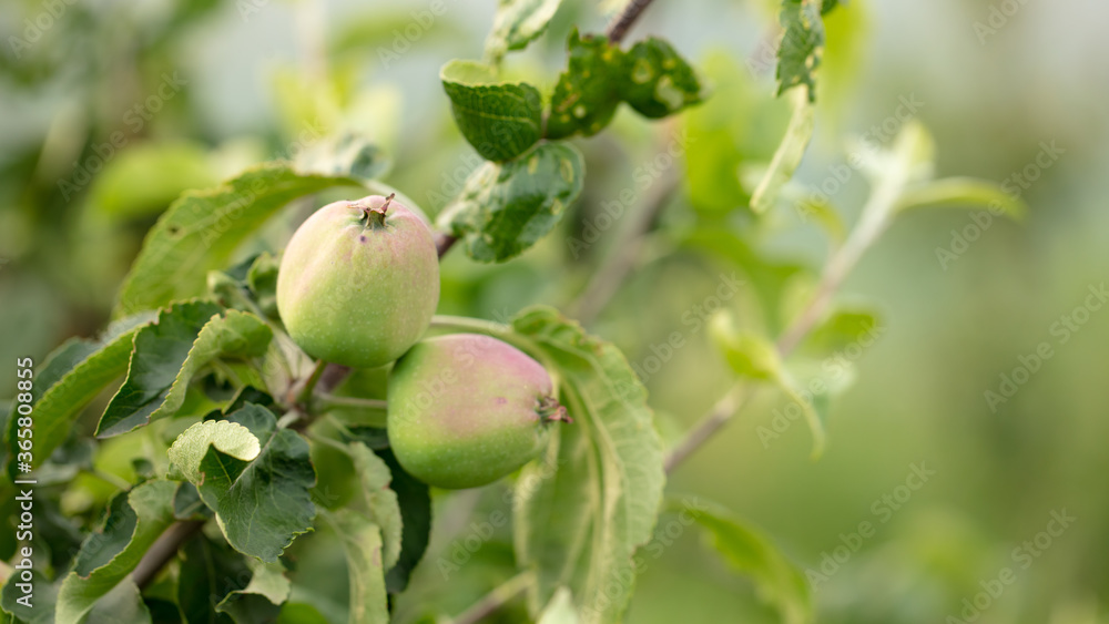 Apples on the branches of trees in the summer. Apples on the branches of trees in the summer.