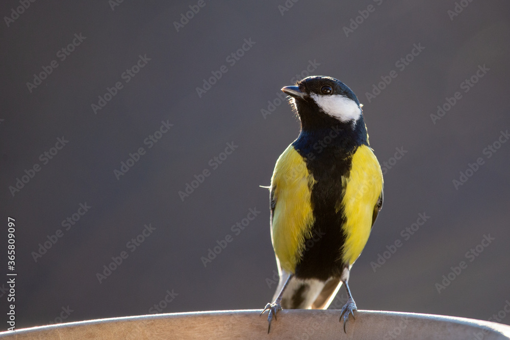 Great tit