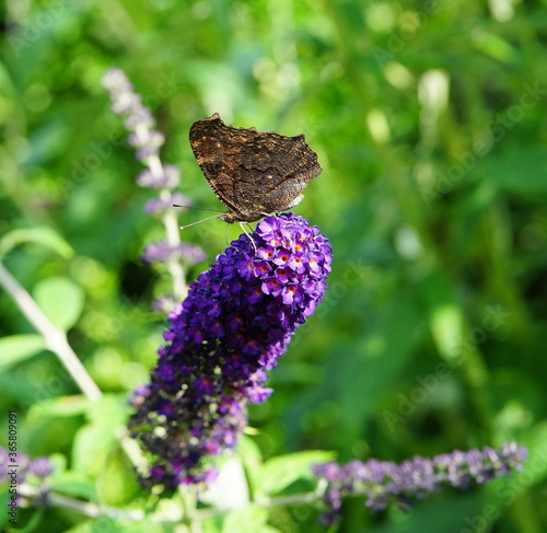 Butterfly peakock on the blossom of the summer lilac photo