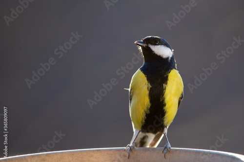 Obraz na płótnie Great tit w salonie