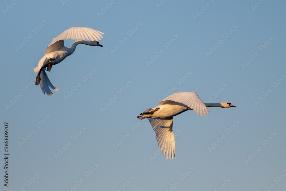Swan in flight