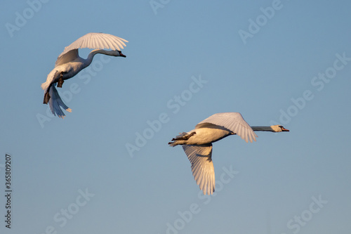 Swan in flight
