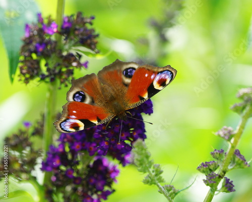 Butterfly peakock on the blossom of the summer lilac