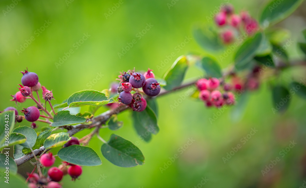 Red Amelanchier on tree branches in summer. Red Amelanchier on tree branches in summer.