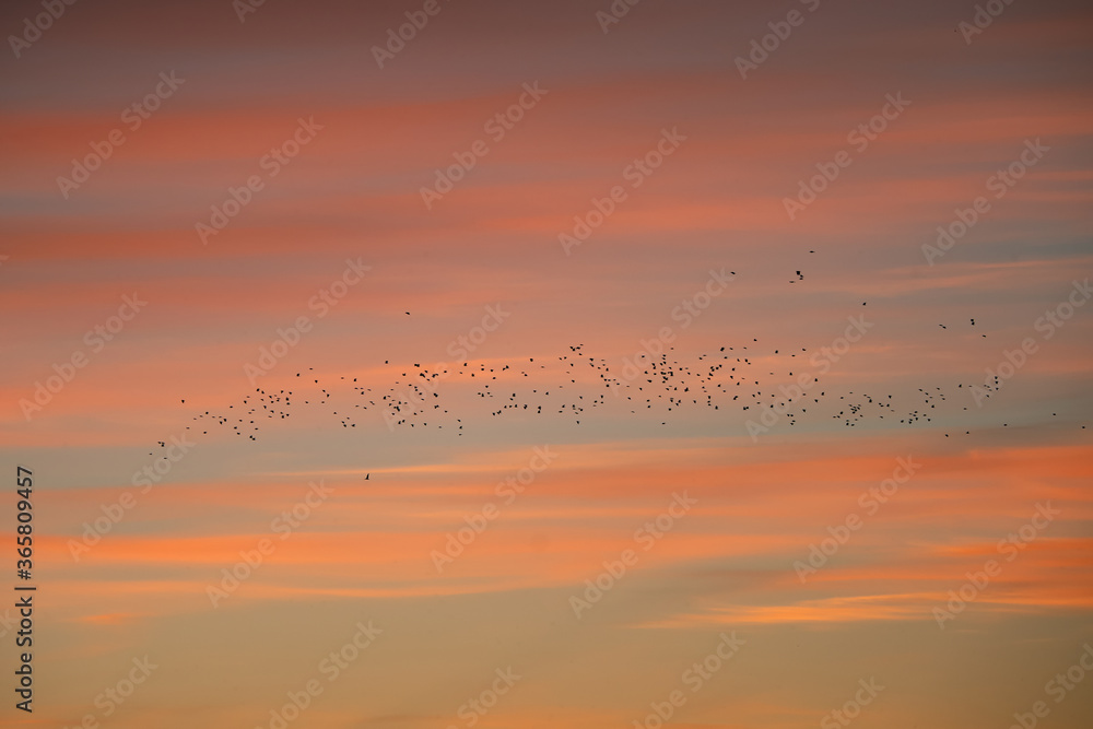 A large flock of birds against the red evening sky.