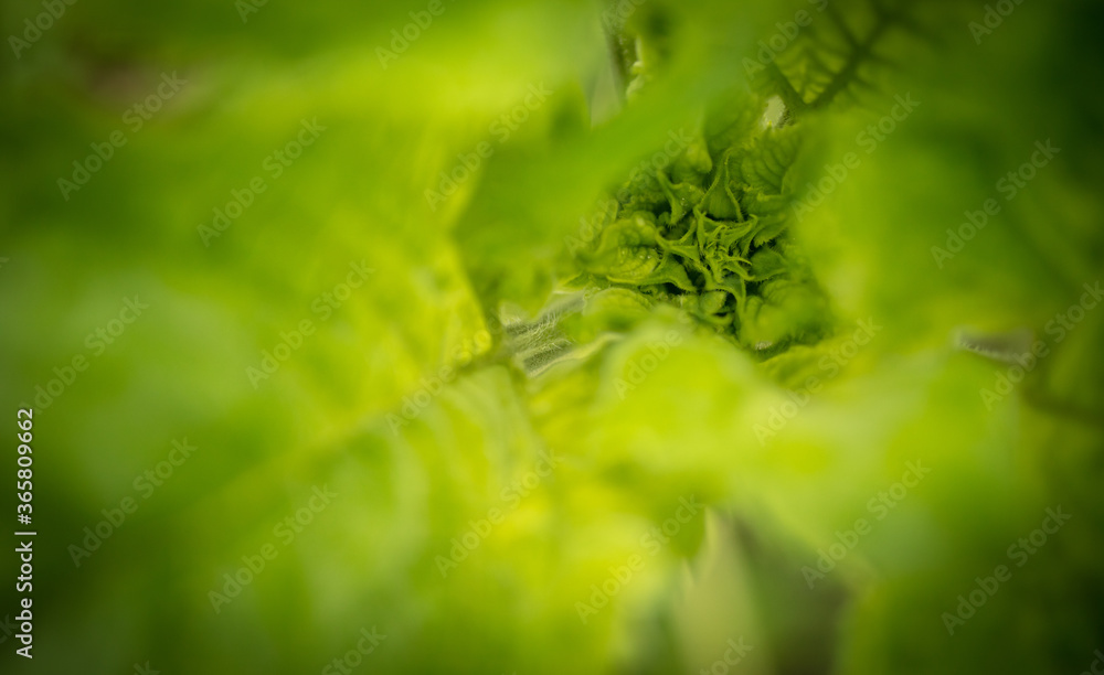 Green Sunflower Leaves on the nature in the summer. Green Sunflower Leaves on the nature in the summer.