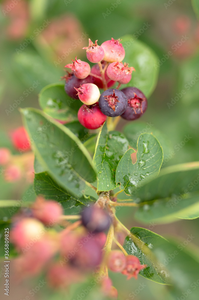 Red Amelanchier on tree branches in summer. Red Amelanchier on tree branches in summer.