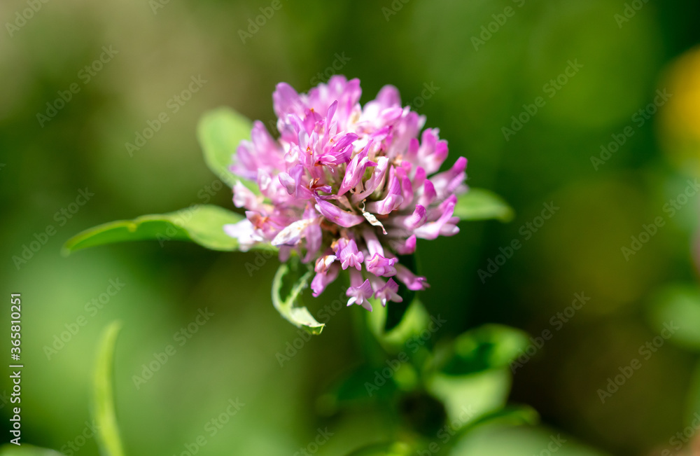 Beautiful purple flowers in the summer park. Beautiful purple flowers in the summer park.