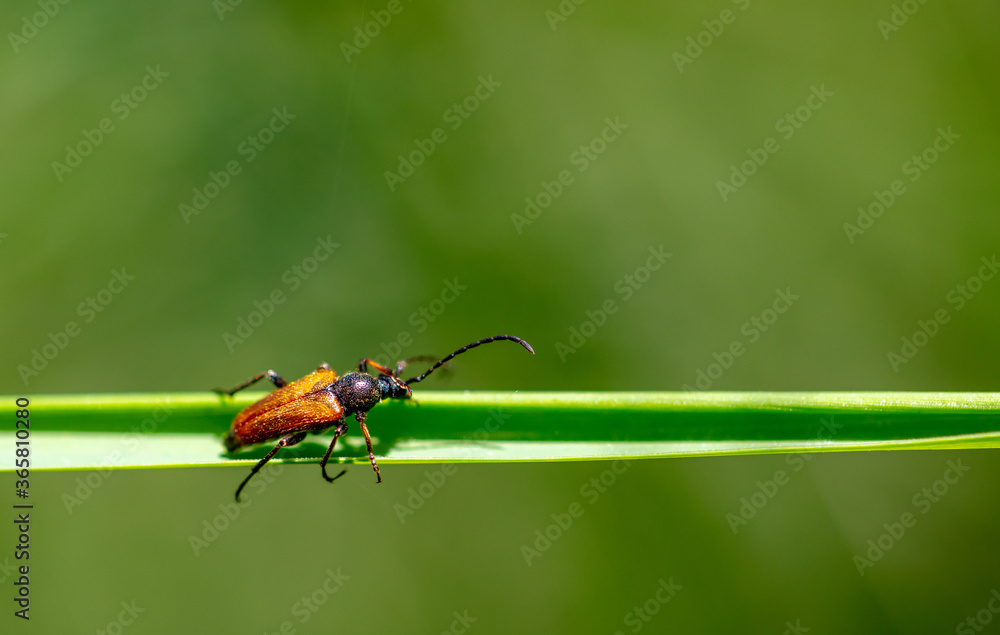 Close-up of a beetle on the grass in nature. Close-up of a beetle on the grass in nature.