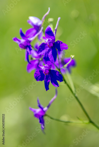 Beautiful blue flowers in the summer park. © schankz