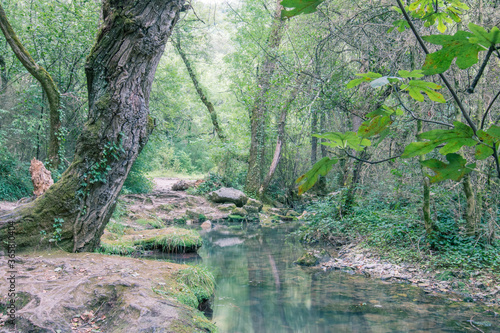 Ruisseau dans la forêt en Ardèche