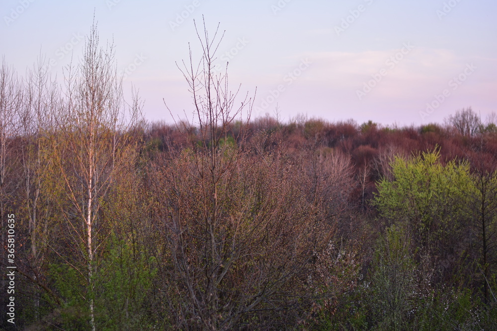 green forest in early spring at sunset green forest in early spring at sunset