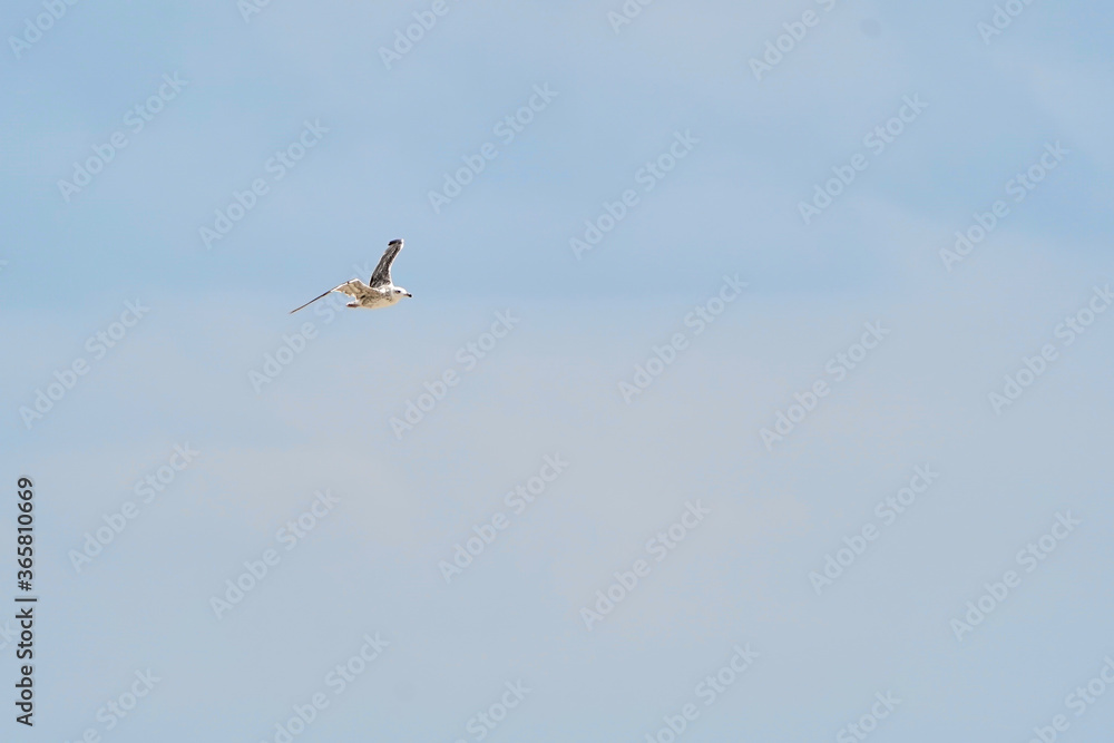 Beautiful white seagull flying against the blue sky and white clouds, freedom and flight concept Beautiful white seagull flying against the blue sky and white clouds, freedom and flight concept