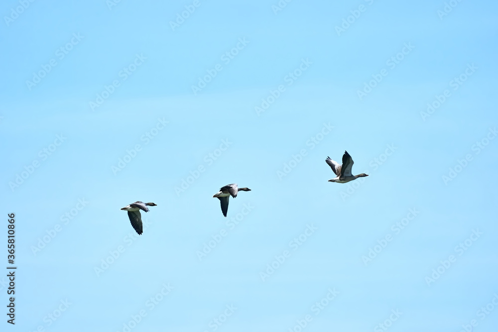 Obraz premium A group of gray geese, dark gray-brown goose, flying against a fresh blue sky