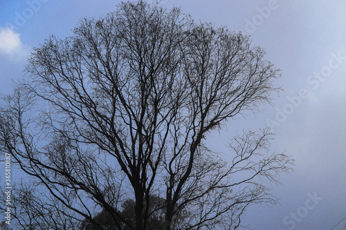 Bare Or Leafless Branches Of Tree Against Blue Sky