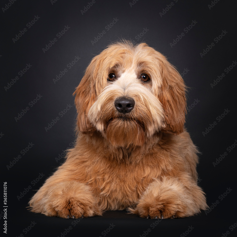 Friendly red apricot young adult Labradoodle / Cobberdog, laying down facing front. Looking towards camera with brown eyes. Isolated on black background. mouth closed.