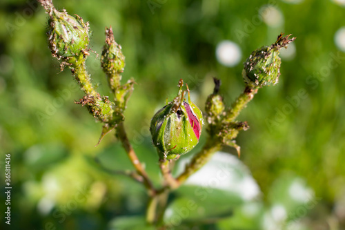 aphids on rose buds