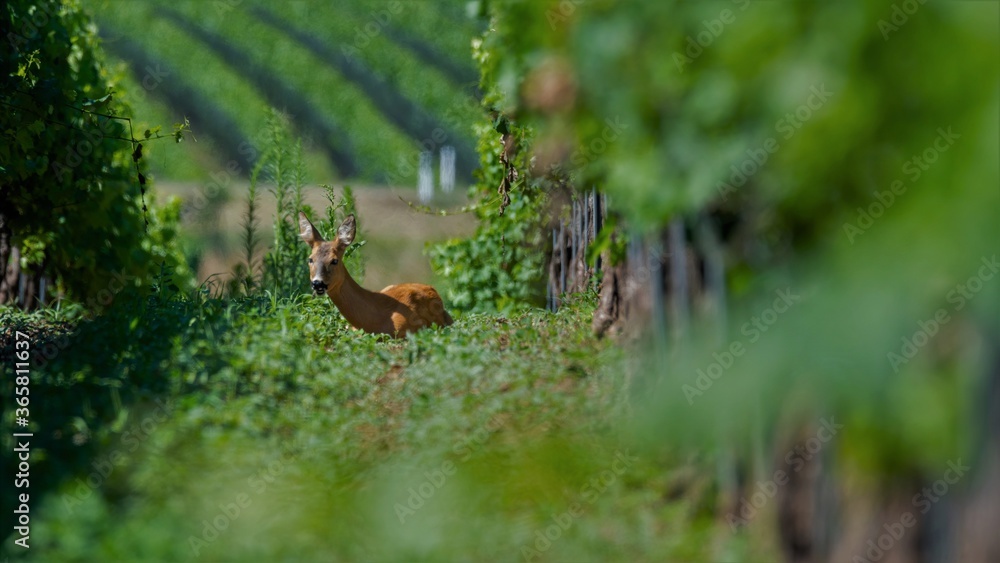 deer, tier, natur, wild lebende tiere, säugetier, wild, wald, gras, green, kitz