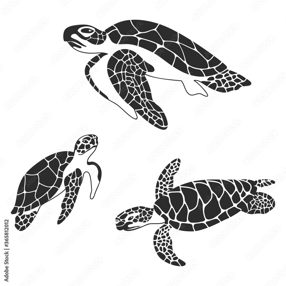 Sea turtle. Collection of turtles swimming in sea. Family of marine