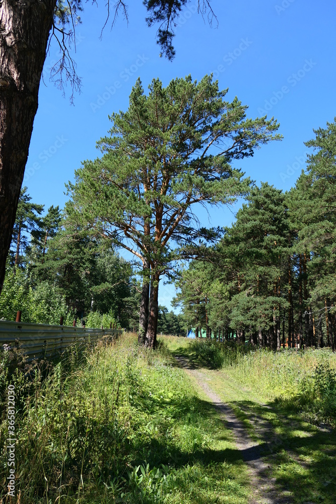 Fototapeta premium trees in the park