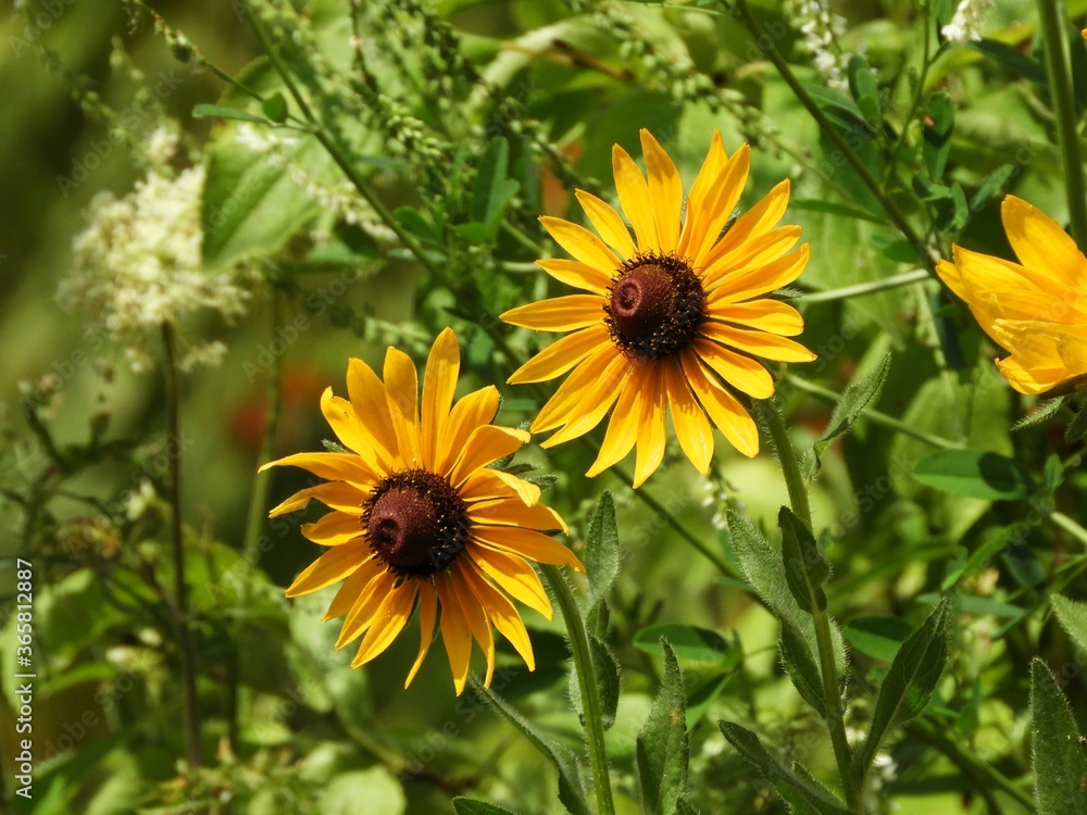 Two Flower blossums in green and diverse nature Two Flower blossums in green and diverse nature