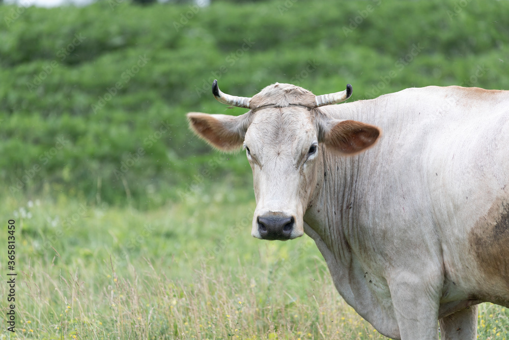 Rural cow grazing in the meadow Rural cow grazing in the meadow