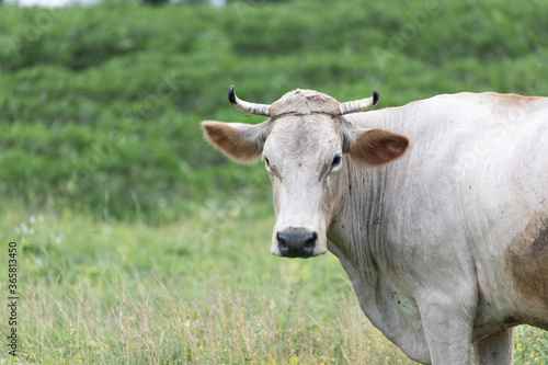 Rural cow grazing in the meadow © Oleksiy