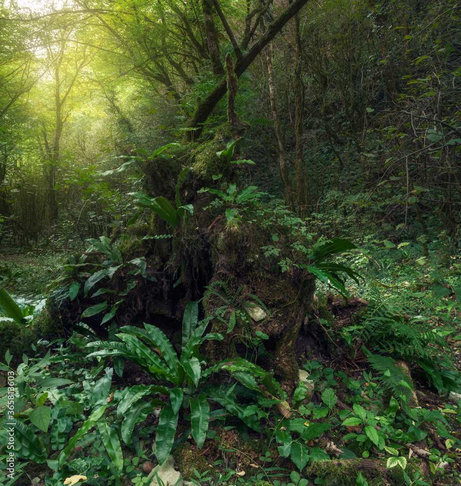 Fototapeta premium dense rainforest overgrown with fern and moss