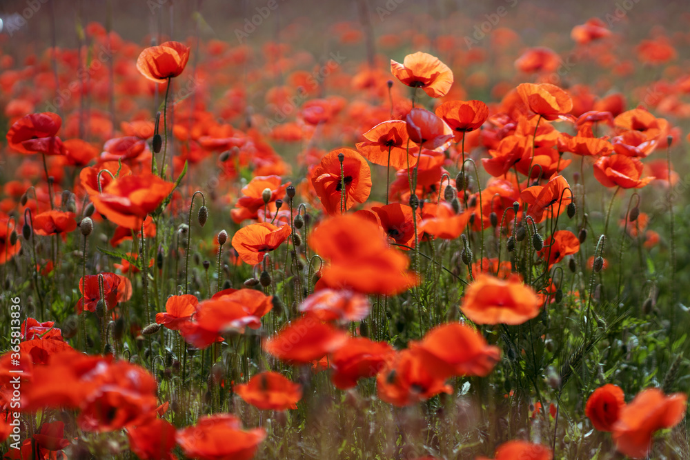Fototapeta premium Poppy flower field. The forbidden flower is a soft drug. Summer background.