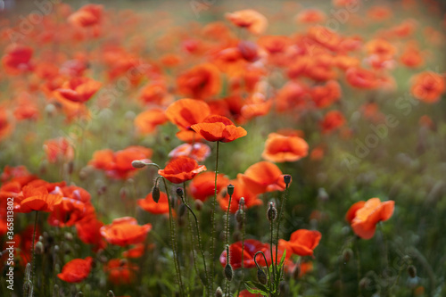Poppy flower field. The forbidden flower is a soft drug. Summer background. © AlesiaKan