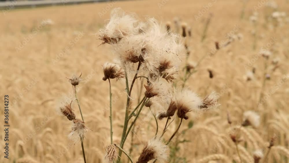 weed on a bread field weed on a bread field