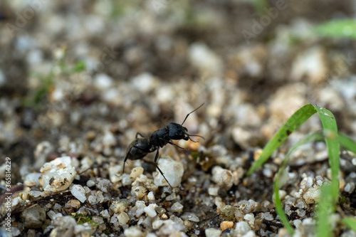 公園にいる一匹の大きな蟻