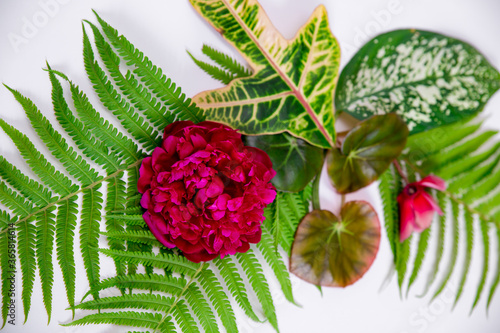Fototapeta Naklejka Na Ścianę i Meble -  Top view of green tropical leaves and red flowers on a white background. Flat lay, top view, copy space. Minimal summer concept with fern and dieffenbachia leaves. Flowers composition