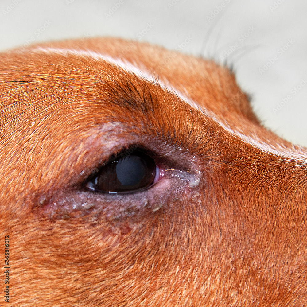 portrait of a dog with eye problem, conjunctivitis. Dog with bad