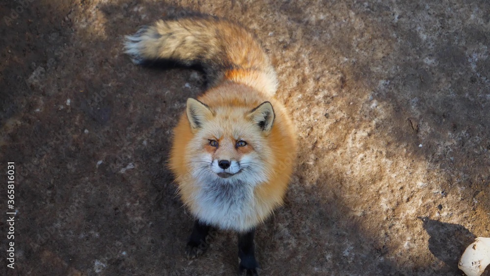 Portrait of red fox at Zao fox village. Japan