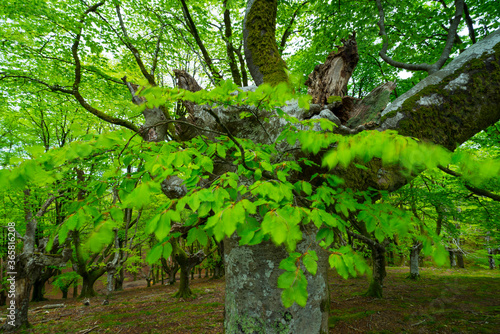 Beech forest, Oianleku, Peñas de Aia Natural Park, Gipuzkoa, Basque Country, Spain, Europe photo