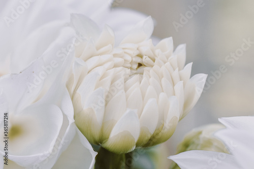 Close up White Flower