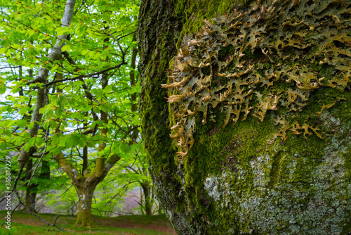 Beech forest, Oianleku, Peñas de Aia Natural Park, Gipuzkoa, Basque Country, Spain, Europe photo