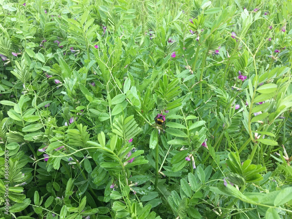 Flowering seed peas Flowering seed peas