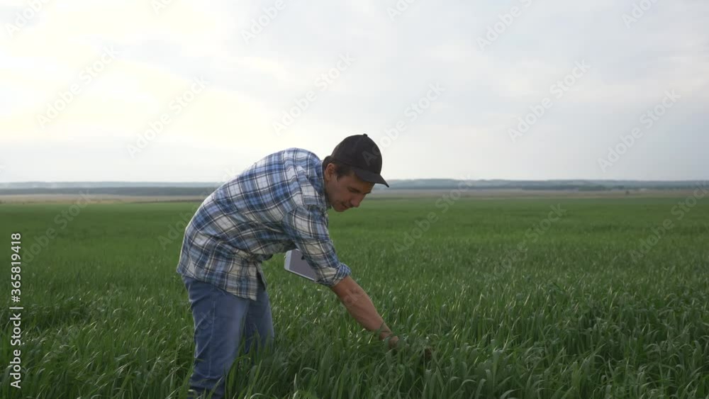 Businessman agronomist with a tablet evaluates the seedlings of grain crops.A farmer inspects a wheat field and sends data to the cloud from a digital device using the Internet. Businessman agronomist with a tablet evaluates the seedlings of grain crops.A farmer inspects a wheat field and sends data to the cloud from a digital device using the Internet.
