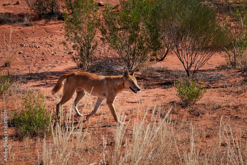 Wild dingo walking on the bush, looking for food. Wild dog, male, light brown tan color, independent individual hunting. Endemic species of Australia. Kings Canyon, Northern Territory, Australia. photo